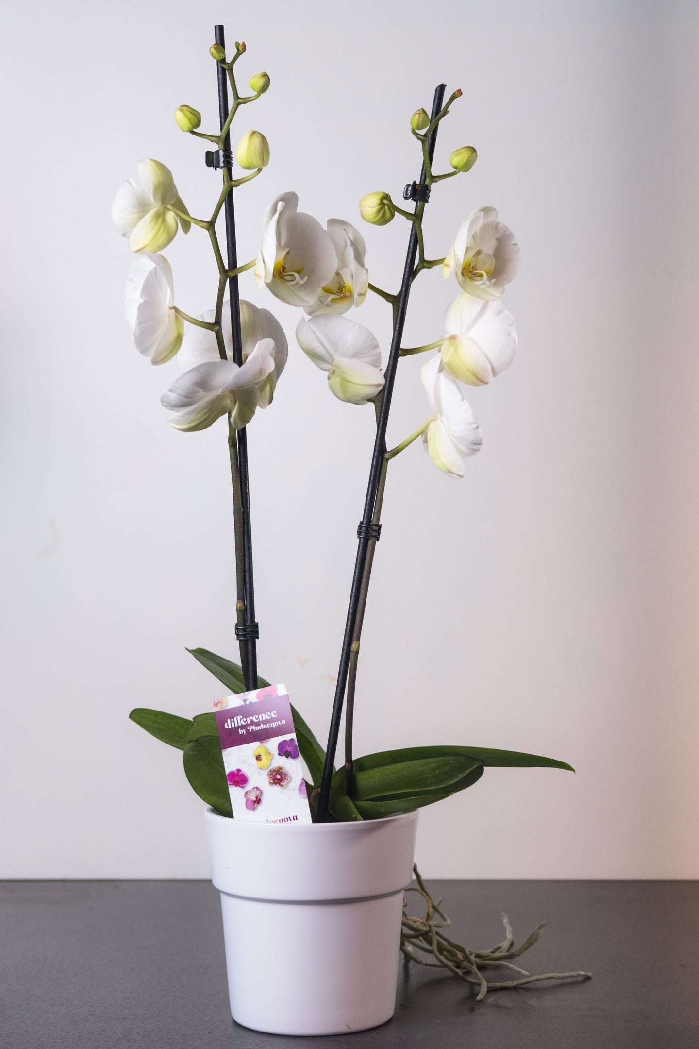 Orchidee 002