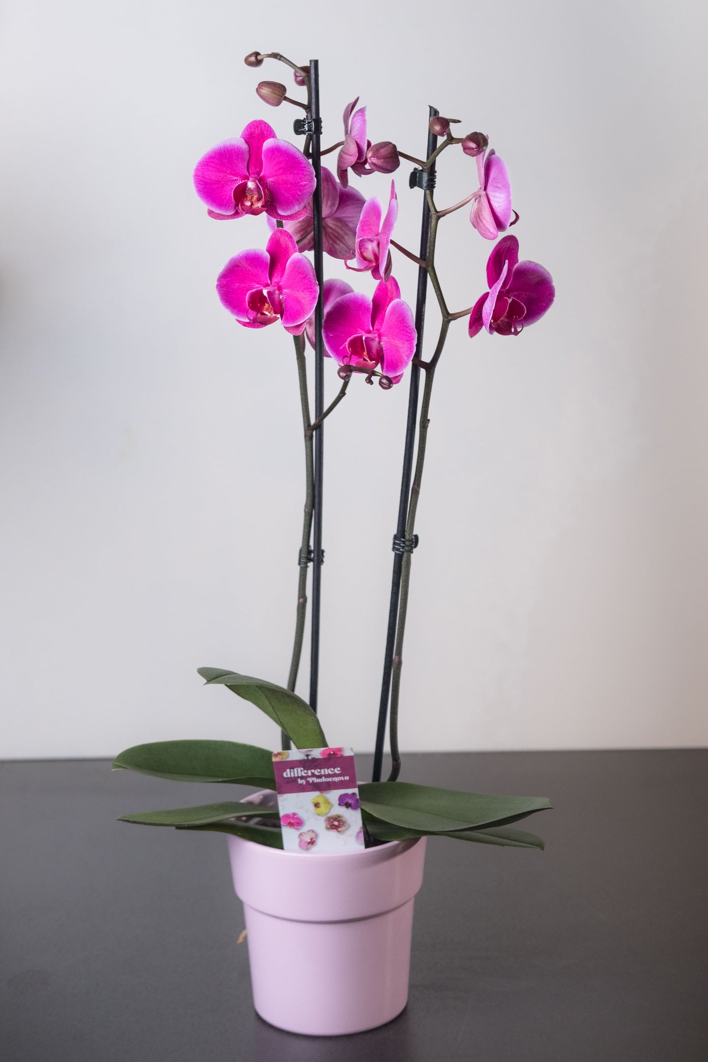 Orchidee 004