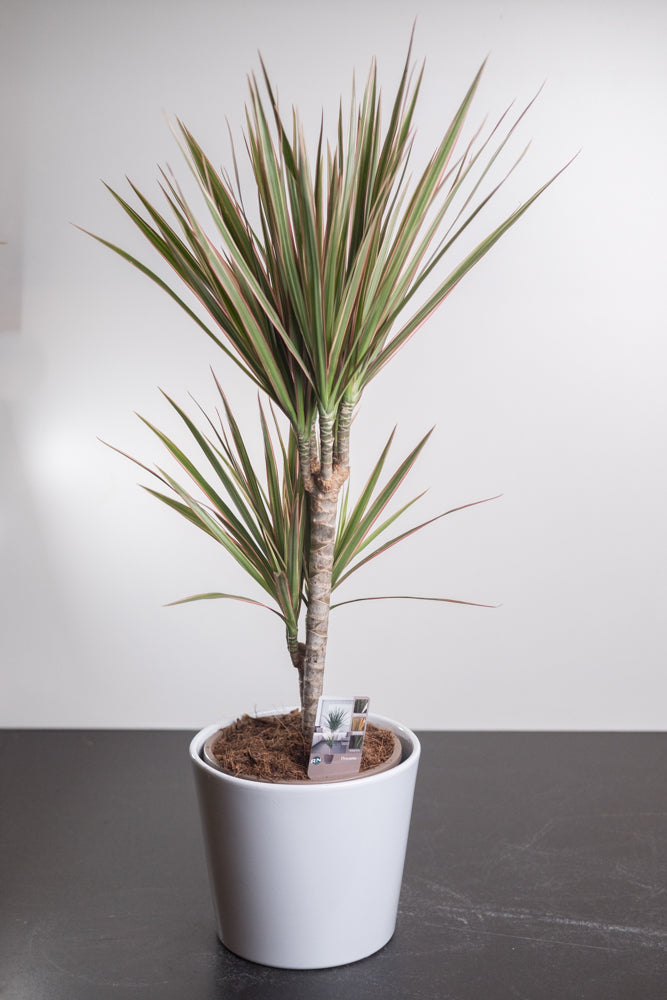 dracaena ikea Dracaena – Schuman Flowers