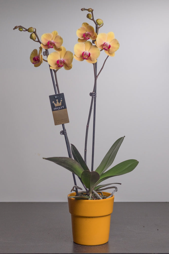 Phalaenopsis geel - 2 takken in keramiek pot. Orchid 009