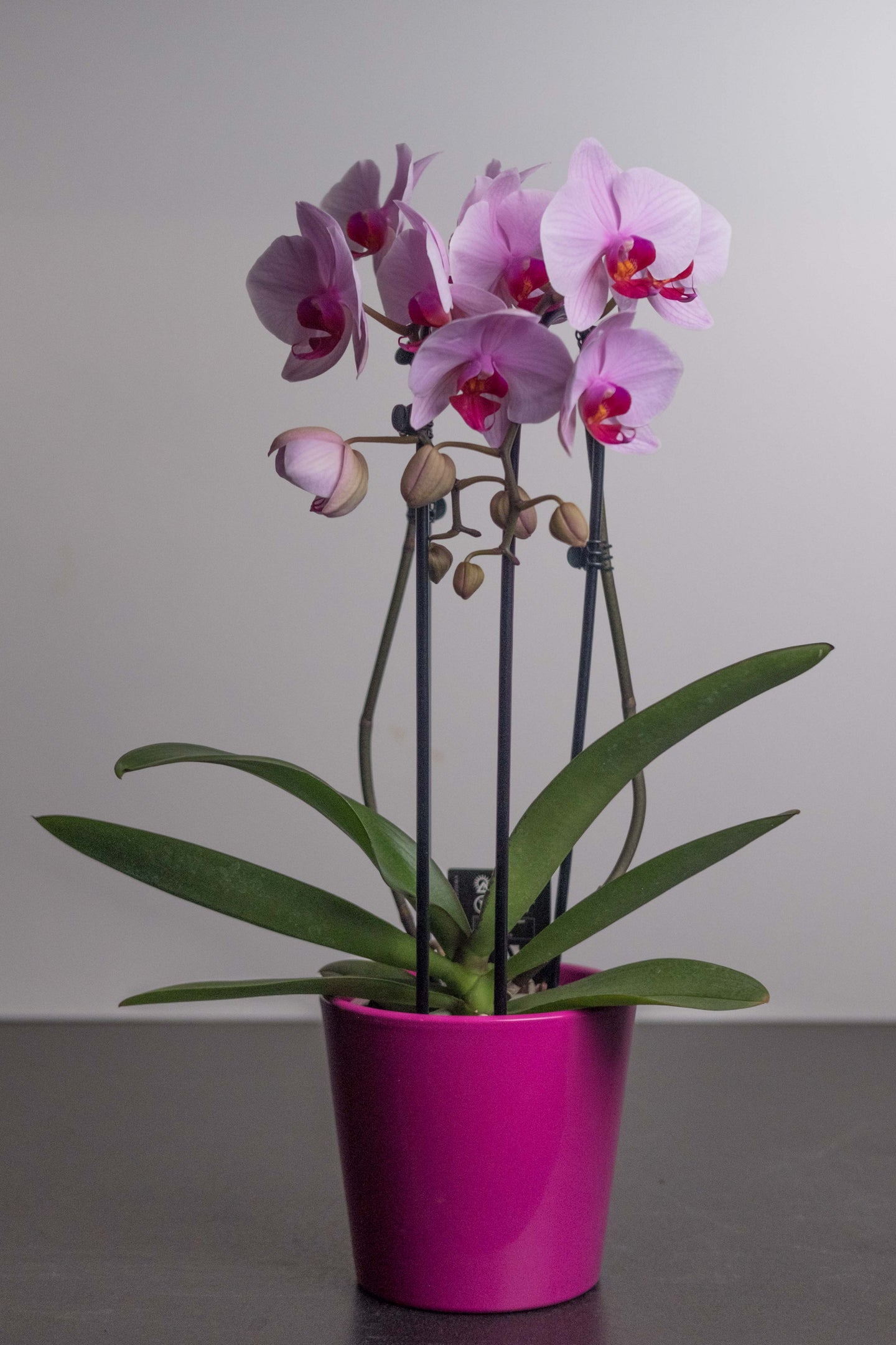 Orchid 013