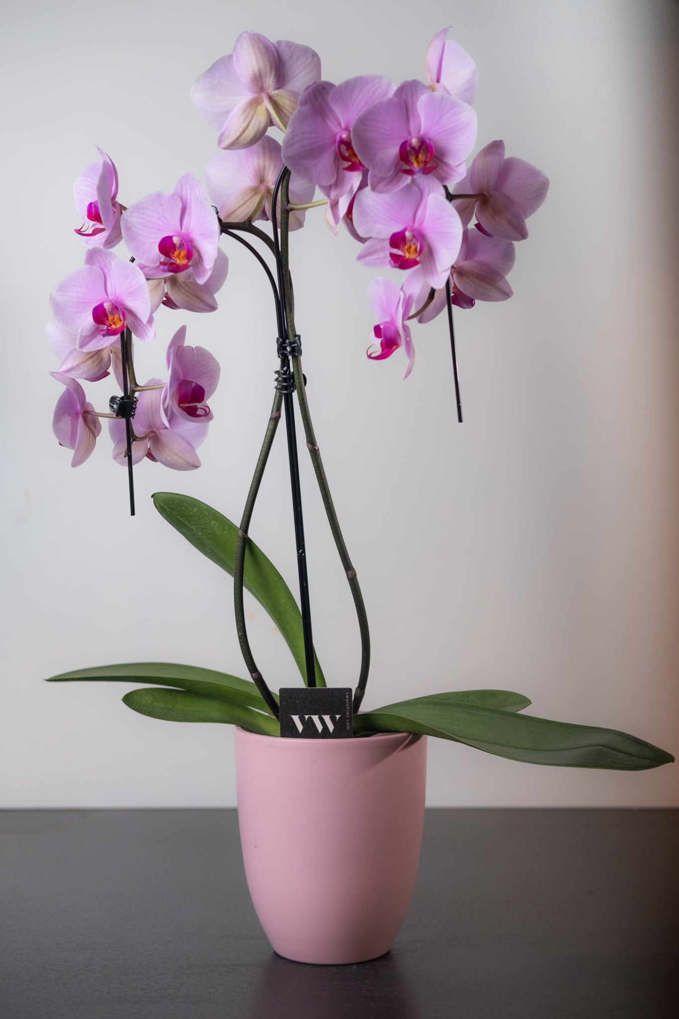 Orchidee 003